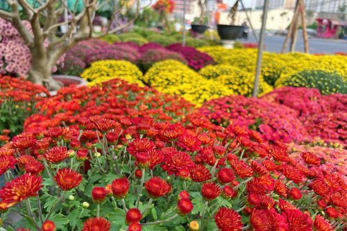 Hoa kiểng Tết đổ về TP.HCM dù mới Noel