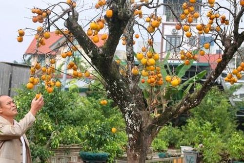 Vươn lên từ nghịch cảnh, làm giàu bền vững với hoa, cây cảnh