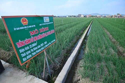 Thị trường rau củ nội địa: Cơ hội, thách thức và hướng phát triển