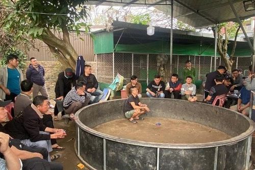 Bắt giữ 28 đối tượng đánh bạc dưới hình thức chơi đá gà ăn tiền