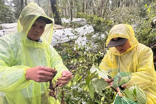 Vùng đất sâm Ngọc Linh trên hành trình xây dựng nông thôn mới