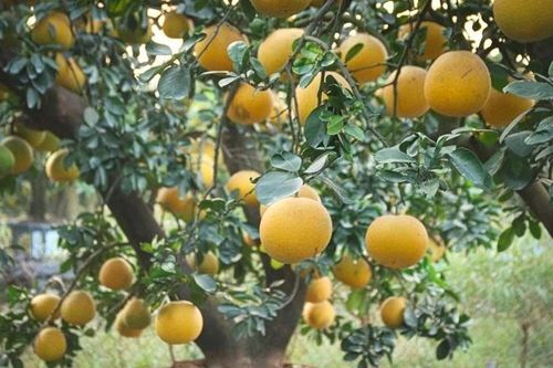 Bưởi cảnh, quất thế hàng chục triệu sẵn sàng 'bung hàng' dịp Tết 2026