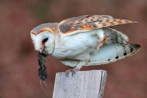 Kỳ lạ loài chim có tiếng kêu 'rợn tóc gáy', Việt Nam có nhiều