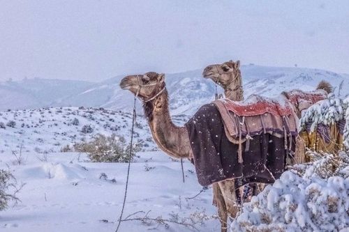 Lần đầu tiên sau 30 năm tuyết phủ trắng sa mạc Arab Saudi