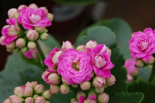 Bí ẩn cây thuốc bỏng hoa đẹp phổ biến khắp Việt Nam