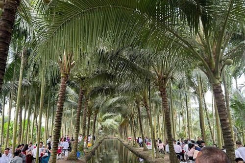 Chú rể Vĩnh Long làm 80 mâm cỗ ở vườn dừa 10.000m², mắc võng cho khách nghỉ ngơi
