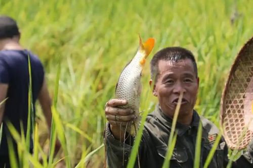 Một thửa ruộng, ba nguồn thu: Cách nông dân Trung Quốc 'xanh hóa' đồng lúa