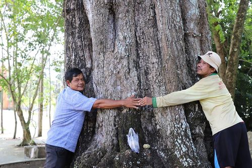 Chiêm ngưỡng 2 'báu vật' trăm năm tuổi trong ngôi chùa mang tên một loài hoa