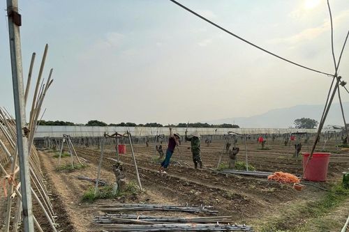 Nông dân Khánh Hòa phát huy vai trò chủ thể trong phát triển kinh tế nông thôn