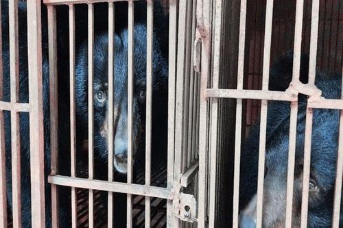 Hà Nội tiếp tục là 'điểm nóng' lớn nhất về nuôi nhốt gấu tại Việt Nam