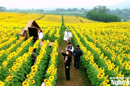 Vườn hoa hướng dương Nghệ An dự kiến mở cửa đón khách đến sát Tết Nguyên đán