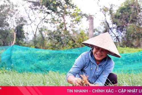 Kiệu được giá, nông dân Kỳ Anh thêm động lực đón tết