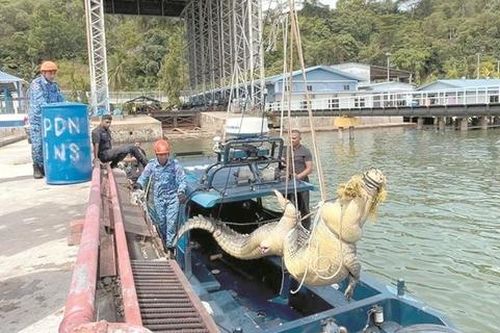 Người dân bắt được cá sấu khổng lồ dài 4 mét, nặng 500kg