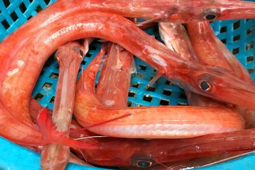 Loại cá dài ngoằng hình thù kỳ lạ nhất Việt Nam, nướng than ăn ngon hết sảy