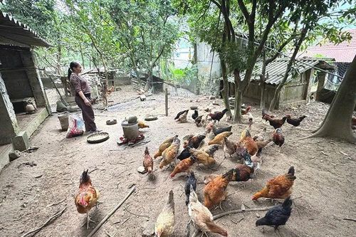 Đột phá tư duy trong giảm nghèo ở Hồi Xuân