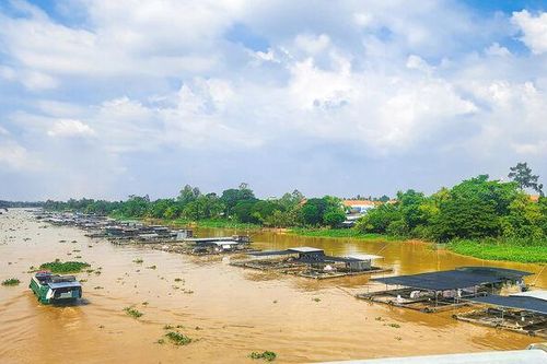 Nồng nàn Cù Lao Giêng