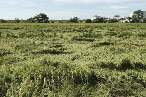 Đà Nẵng quy định mức hỗ trợ cây trồng, vật nuôi thiệt hại do thiên tai