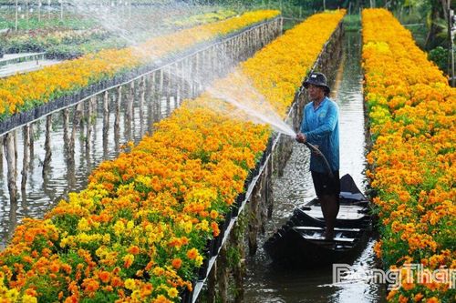 Độc đáo nghề trồng hoa trên giàn