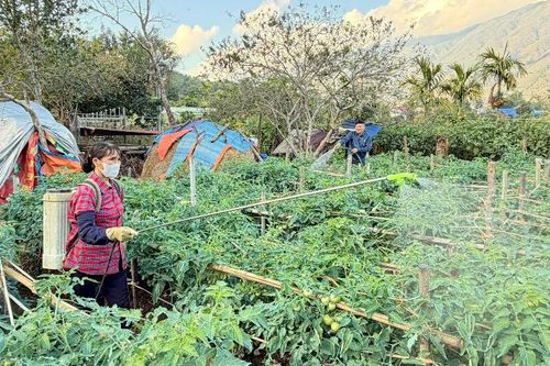 Xanh đồng ruộng - nông dân no ấm