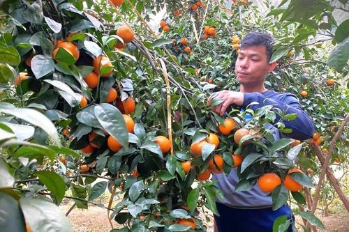 Làm giàu từ cam Thái