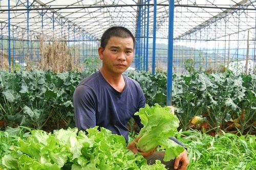 Phường Lang Biang - Ðà Lạt mở rộng nông nghiệp đạt chuẩn