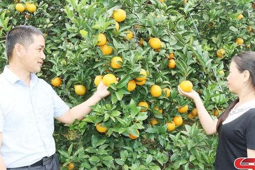Nhịp sống mới dưới chân đèo Lũng Lô