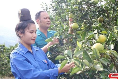 Thành công từ mô hình trồng cam, bưởi