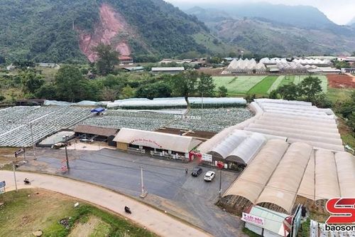 Dâu tây chín sớm trên cao nguyên Mộc Châu