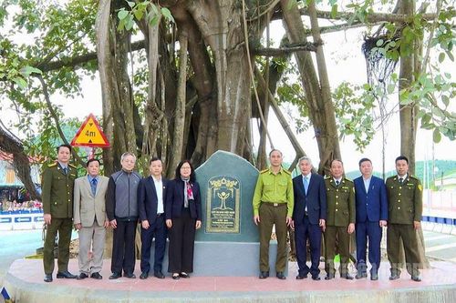 Sơn Dương có 2 cây đa được công nhận Cây Di sản Việt Nam