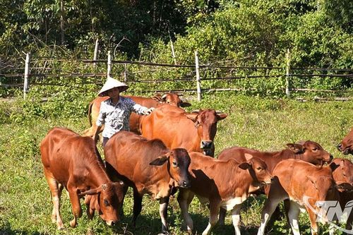 Khai thác lợi thế để phát triển chăn nuôi gia súc