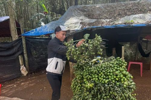 Đắk Lắk: Giá cau tươi giảm mạnh khi thị trường bước vào cuối vụ
