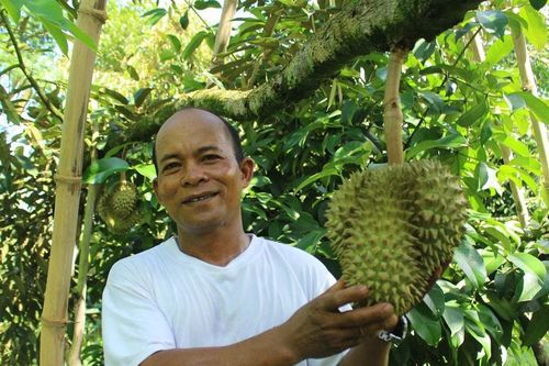 Quả ngọt giúp người dân Khánh Sơn thoát nghèo bền vững