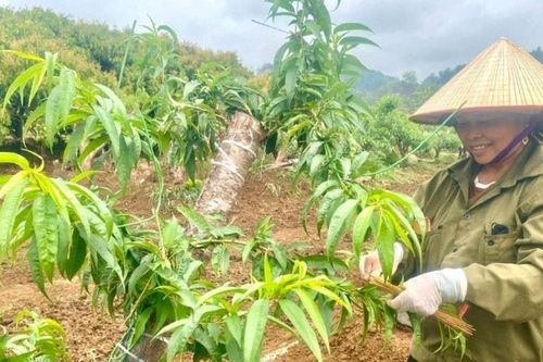 Xuân ấm từ những gốc đào rừng vườn nhà