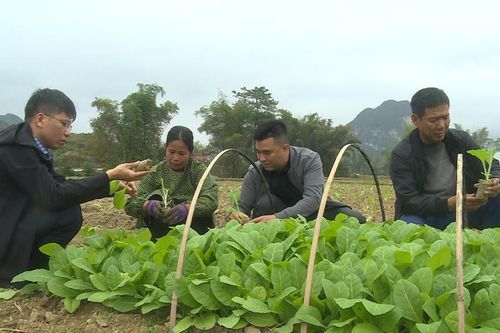 Toàn tỉnh phấn đấu trồng gần 35.000ha cây trồng vụ đông xuân