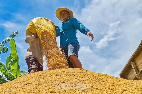 Vĩnh Mỹ hướng đến sản xuất lúa hữu cơ