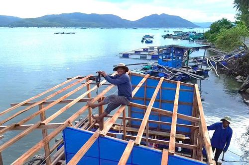 Tôm giống, vật tư tăng giá, 'thủ phủ' tôm hùm Sông Cầu chật vật gượng dậy sau lũ