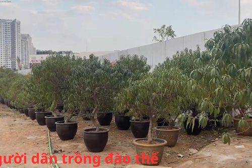 Người dân trồng đào thế hối hả vào vụ Tết Nguyên đán