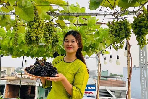 Cô gái Đồng Nai biến sân thượng 80 m2 thành khu vườn trĩu quả