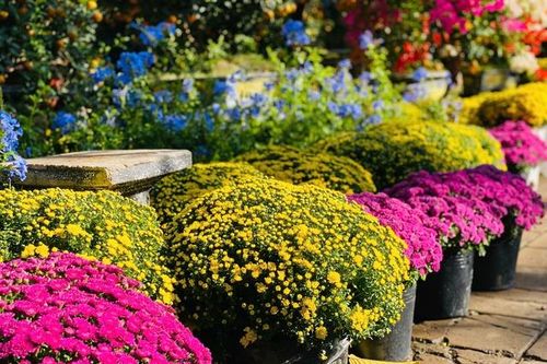 Năm thiên tai bão lũ lịch sử, thị trường hoa Tết sẽ diễn biến thế nào?