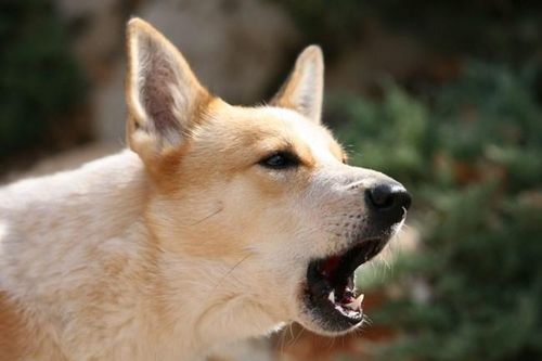 Trách nhiệm pháp lý của chủ nuôi đến đâu?