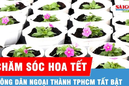 TPHCM: Nông dân ngoại thành tất bật chăm sóc hoa Tết