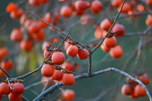 Lạc vào vườn hồng đẹp như tranh giữa màn sương mờ ảo ở Nghệ An