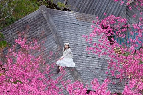 Hoa Tớ Dày vào mùa đẹp nhất, gọi bước chân du khách đến Mù Cang Chải