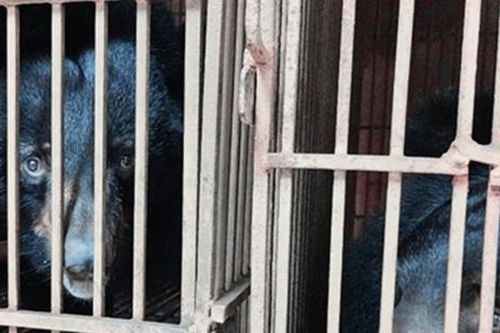 Đẩy mạnh chiến dịch chấm dứt hoạt động nuôi nhốt gấu tại Thủ đô