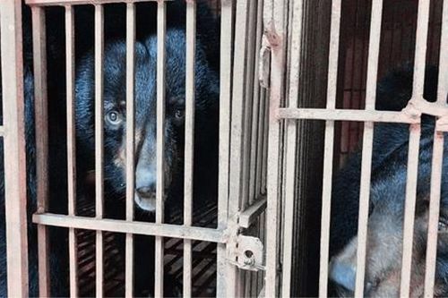 Đẩy mạnh chiến dịch toàn diện chấm dứt hoàn toàn hoạt động nuôi nhốt gấu tại Thủ đô