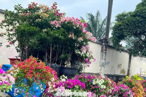 Hoa Tết về phố, 'bỏng tay' giá bưởi Diễn ở TPHCM