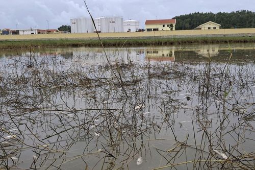 Tràn dầu tại Dung Quất, mùi bốc nồng nặc, cá chết hàng loạt