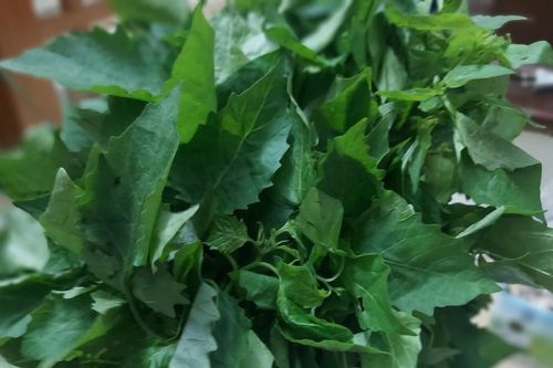 Loại rau dại biến thành đặc sản, những ai không nên ăn?