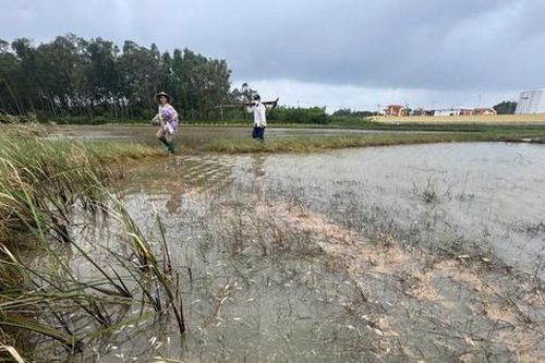 Tràn dầu tại Dung Quất: 18 ha ruộng lúa, ao tôm của người dân bị ảnh hưởng
