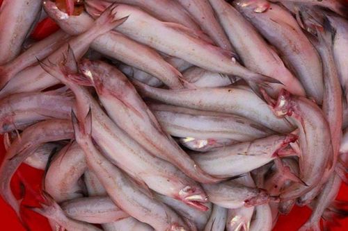 Loại cá thịt mềm như cháo, dễ tan khi nấu là đặc sản mỗi năm chỉ có một mùa